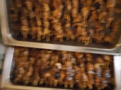 {{brizy_dc_image_alt imageSrc=